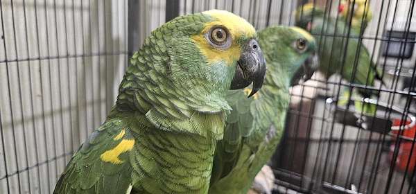 blue-front-amazon-parrot-for-sale-in-buffalo-ny