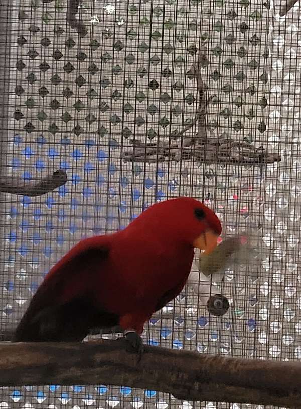 rare-lory-red-lory-for-sale