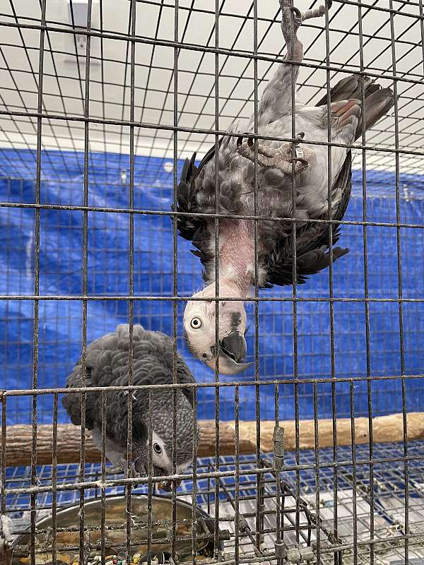 timneh-african-grey-parrot-for-sale-in-hutto-tx