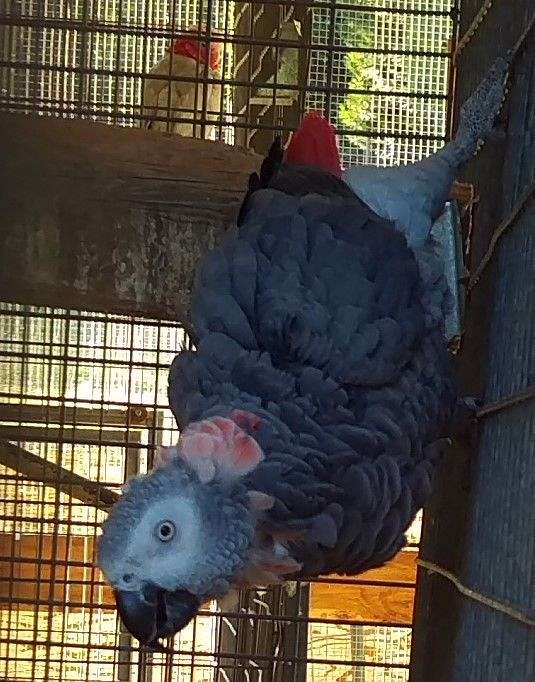 african-grey-parrot-for-sale-in-glendale-or