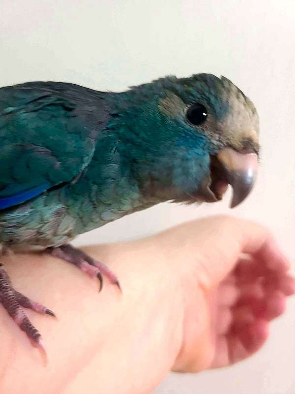 cobalt-grass-parakeet-for-sale