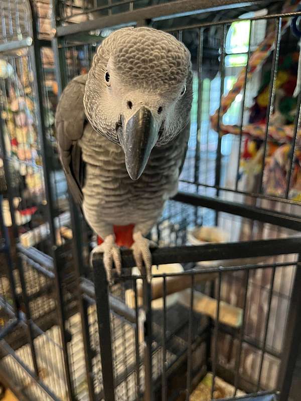 green-cheek-conure-for-sale-in-wilmington-ma