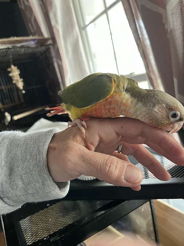 adult-conure-for-sale