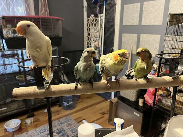 conure-for-sale