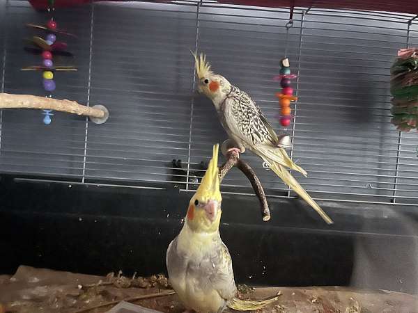 green-yellow-bird-for-sale-in-wilmington-ma