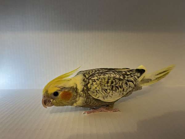 conure-for-sale