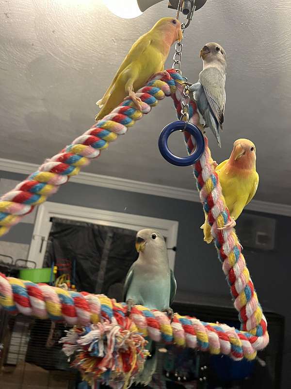 peach-faced-lovebird-for-sale-in-wilmington-ma