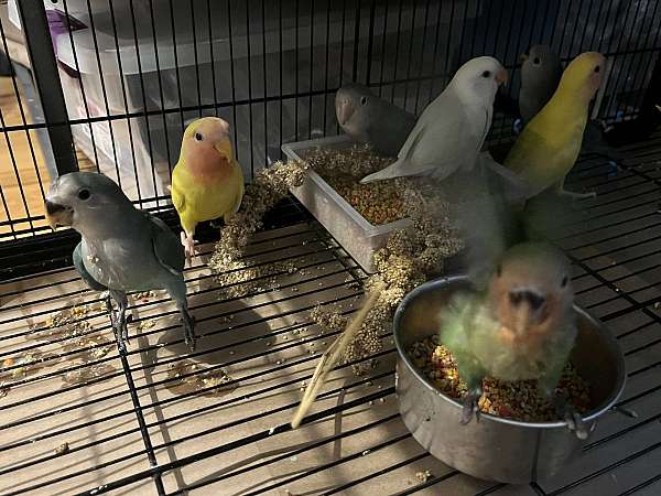 baby-peach-faced-lovebird-for-sale