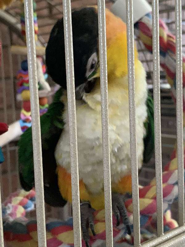 black-headed-caique-for-sale-in-hancock-md