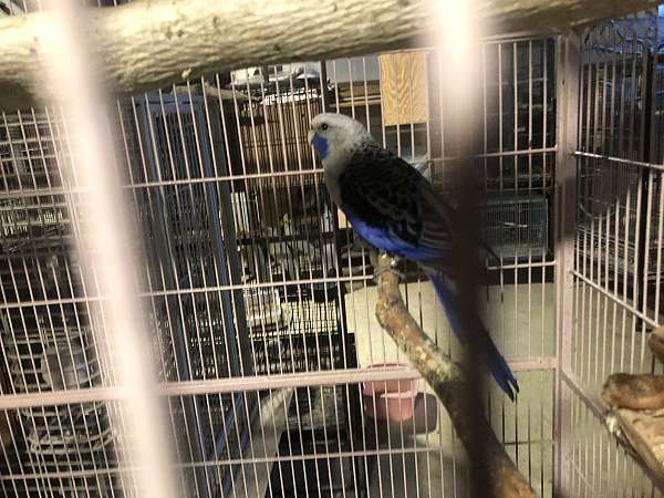 male-blue-crimson-bird-for-sale