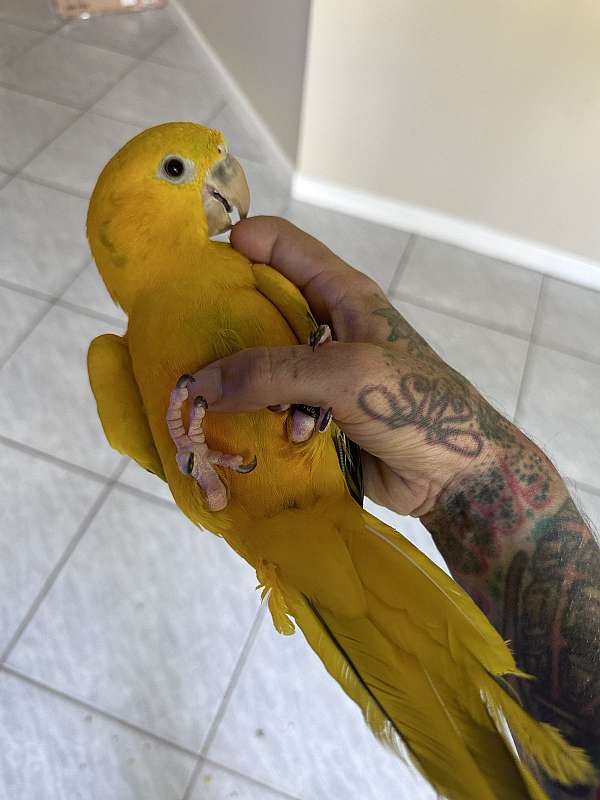 golden-conure-for-sale-in-florida