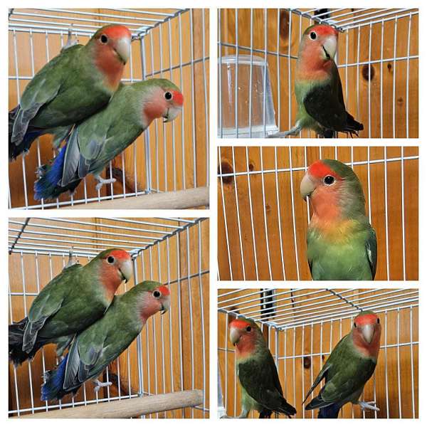 green-red-bird-for-sale