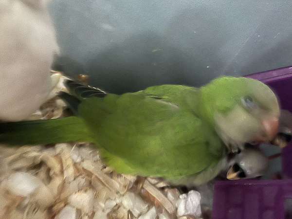 african-grey-parrot-for-sale-in-wilmington-ma