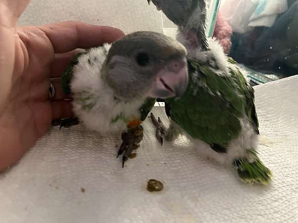 african-grey-parrot-for-sale-in-wilmington-ma