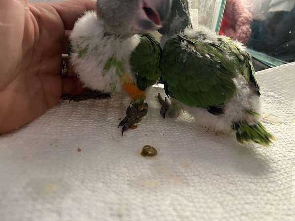 baby-african-grey-parrot-for-sale