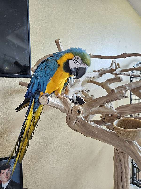 blue-gold-bird-for-sale-in-colorado-springs-co