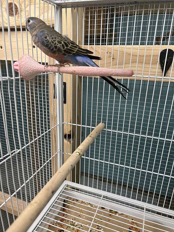 albino-pink-bourke-parakeet-for-sale