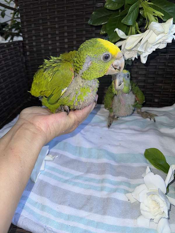 yellow-naped-amazon-parrot-for-sale-in-naples-fl