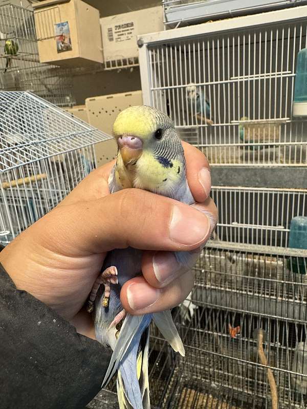 budgerigar-parakeet-for-sale-in-monroe-township-nj