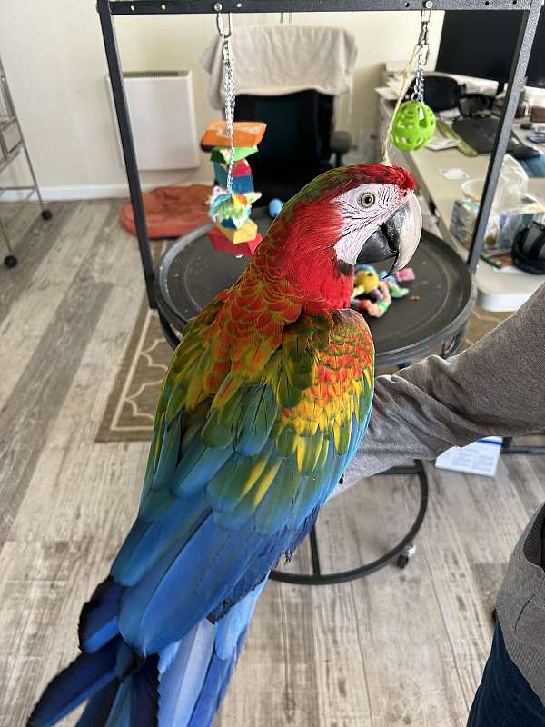 hybrid-macaw-for-sale-in-weatherford-tx