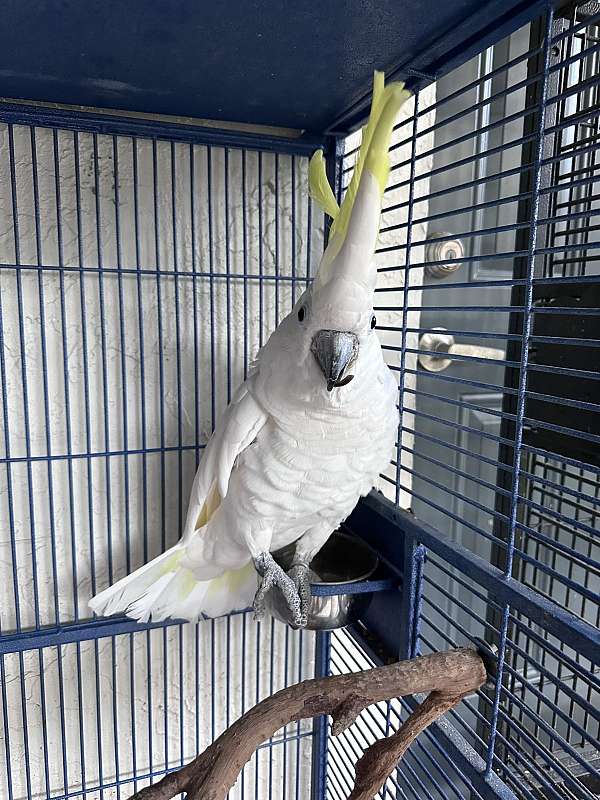 cockatoo-sulpher-crested-cockatoo-for-sale-in-west-palm-beach-fl