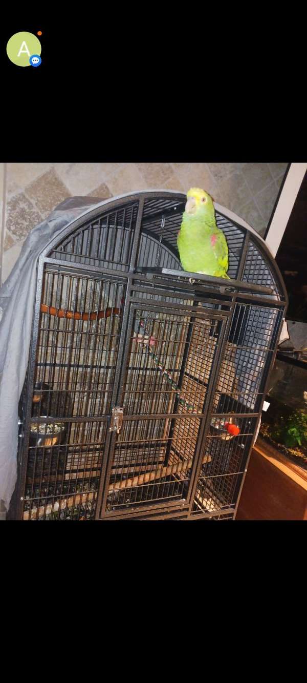 double-yellow-head-amazon-parrot-for-sale-in-santa-ana-ca