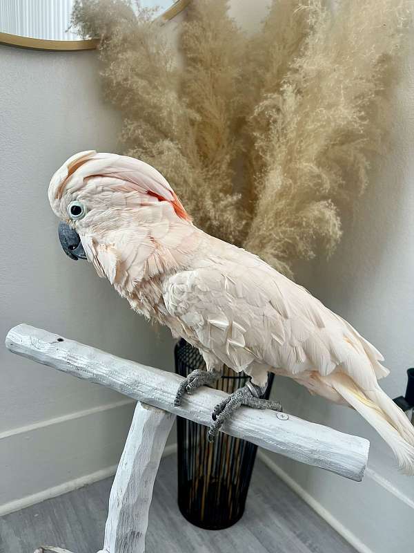 exotic-tame-cockatoo-for-sale