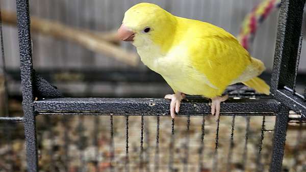 red-yellow-parrot-for-sale