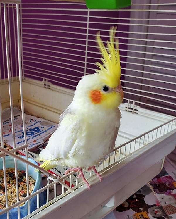 male-bird-for-sale-in-greenwood-sc