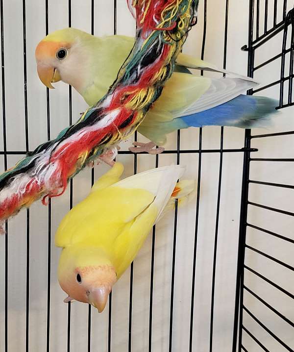 opaline-bonded-pair-tame-bird-for-sale