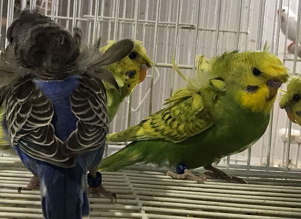 parakeet-for-sale-in-rolla-mo