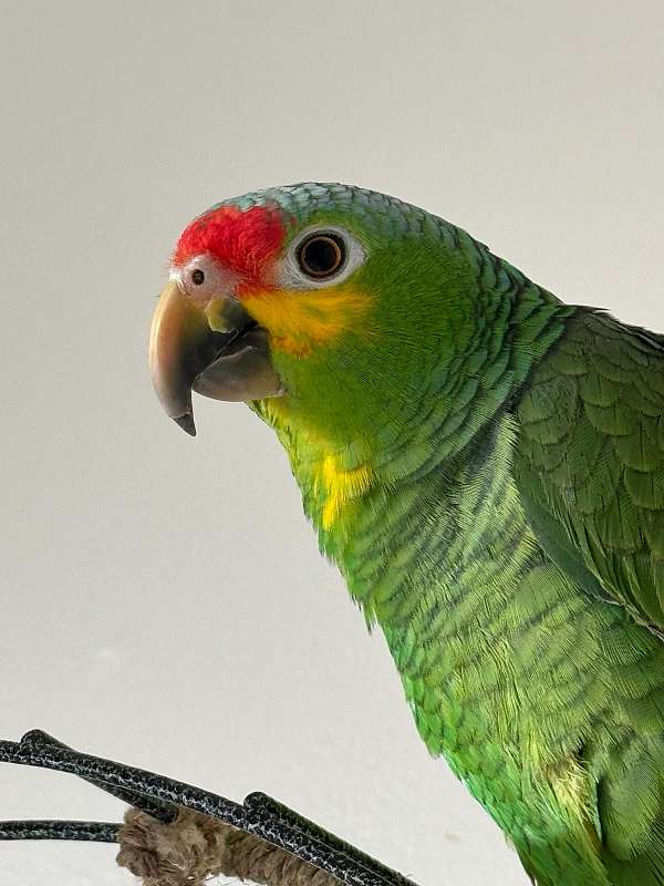 red-lored-amazon-parrot-for-sale-in-dearborn-mi