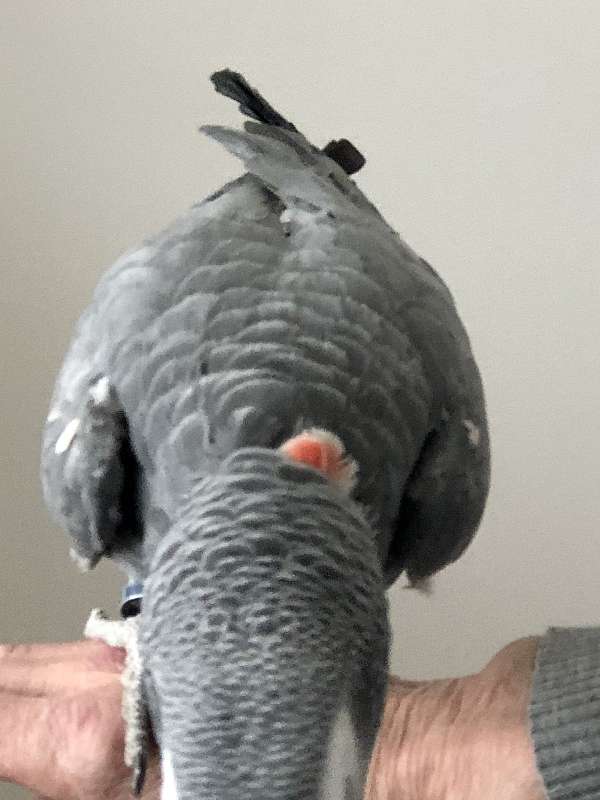 congo-african-grey-parrot-for-sale-in-weatherford-tx