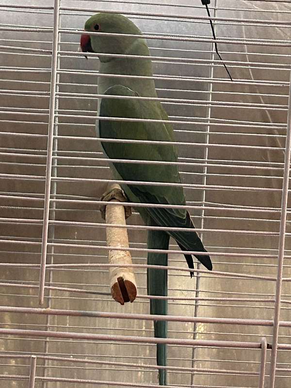 ringneck-parakeet-for-sale-in-stockton-ca