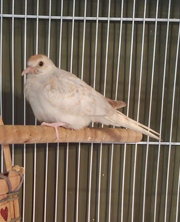 diamond-dove-for-sale