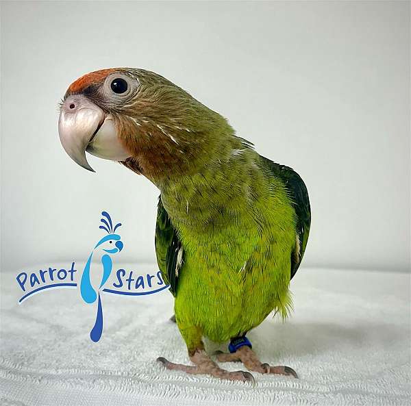 poicephalus-parrots-for-sale