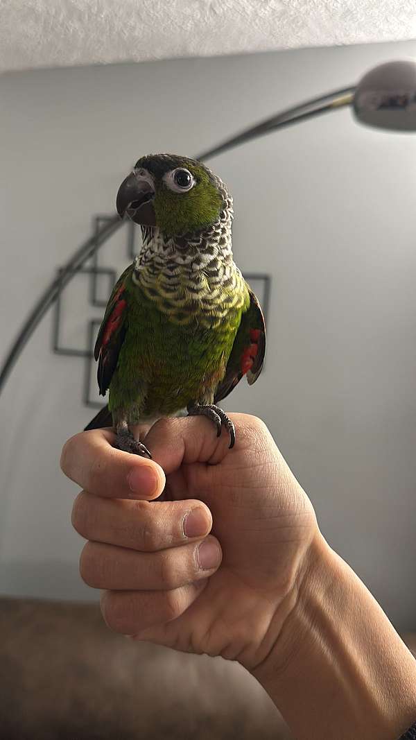 solomon-island-eclectus-parrots-for-sale-in-elkridge-md