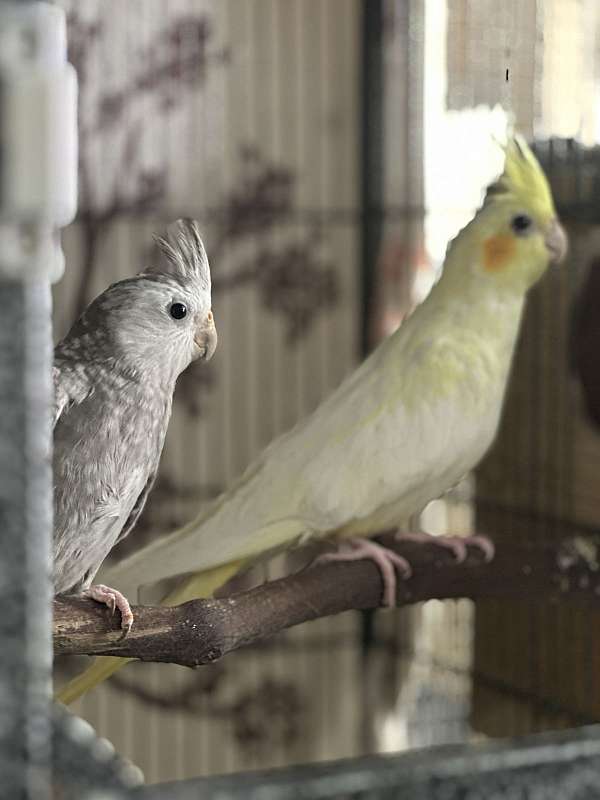 solomon-island-eclectus-parrots-for-sale-in-elkridge-md