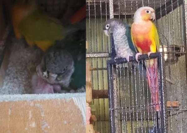 solomon-island-eclectus-parrots-for-sale-in-elkridge-md