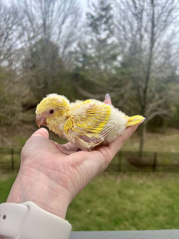 lutino-yellow-bird-for-sale-in-gainesville-va