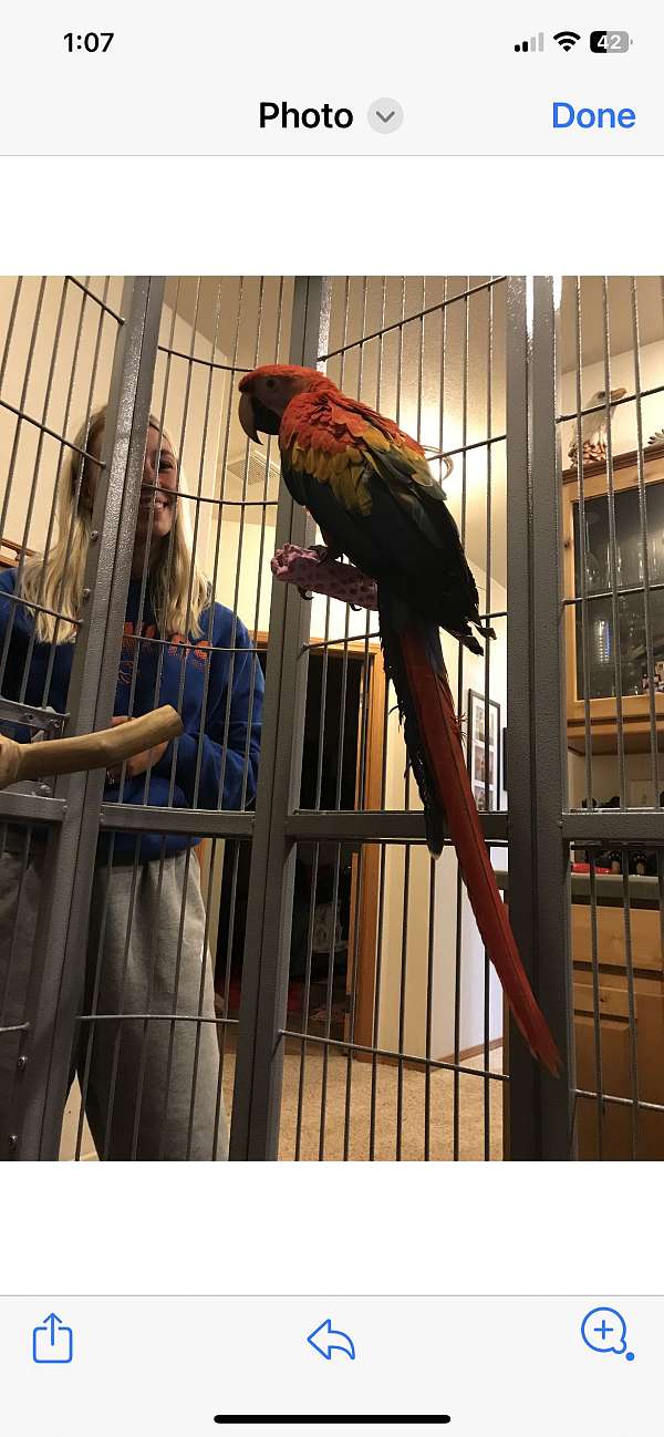 exotic-bird-for-sale-in-portland-or