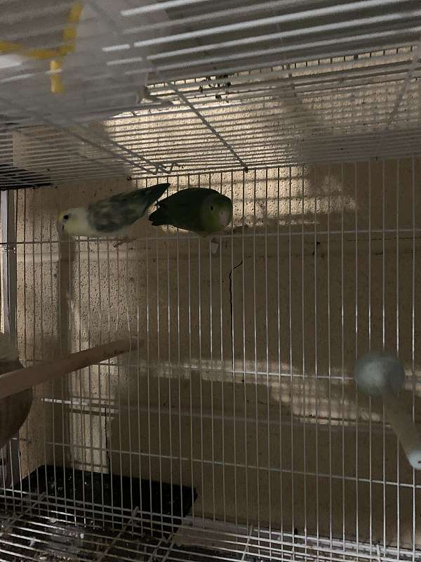 male-female-bird-for-sale-in-albany-ny