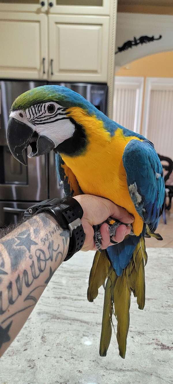 white-macaw-blue-gold-macaw-for-sale
