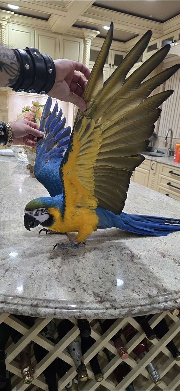 white-macaw-blue-gold-macaw-for-sale