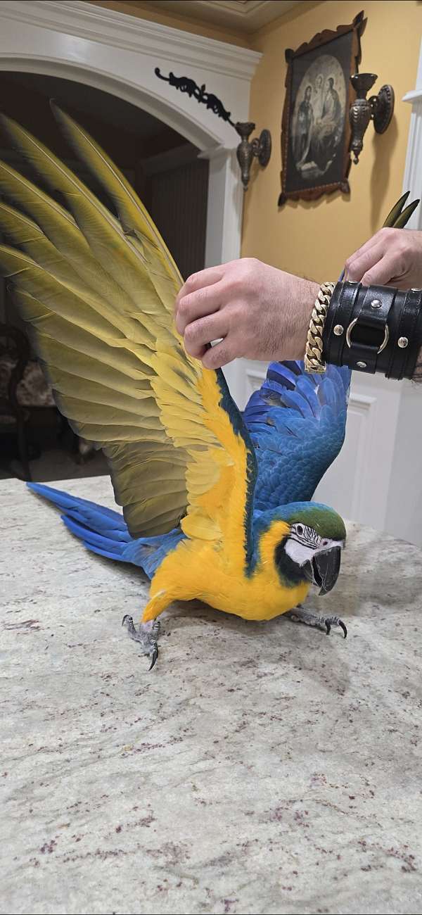 macaw-blue-gold-macaw-for-sale-in-plainfield-il