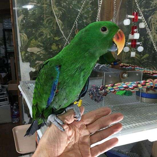 solomon-island-eclectus-parrots-for-sale-in-atlanta-ga