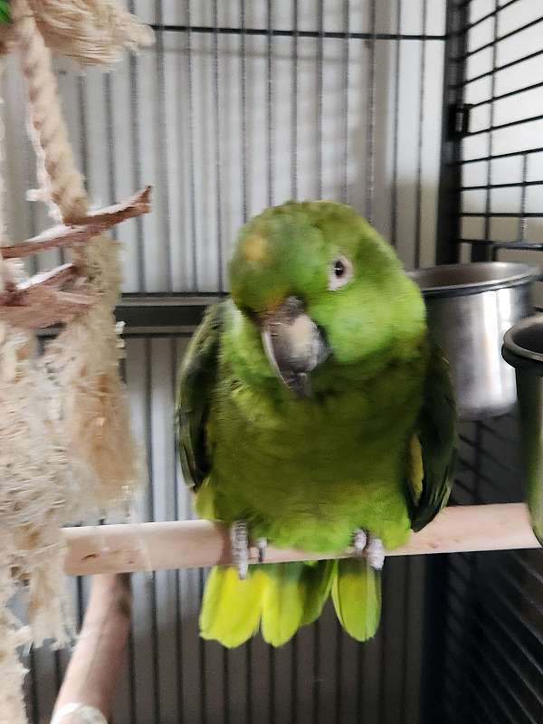 yellow-naped-amazon-parrot-for-sale-in-reynoldsburg-oh
