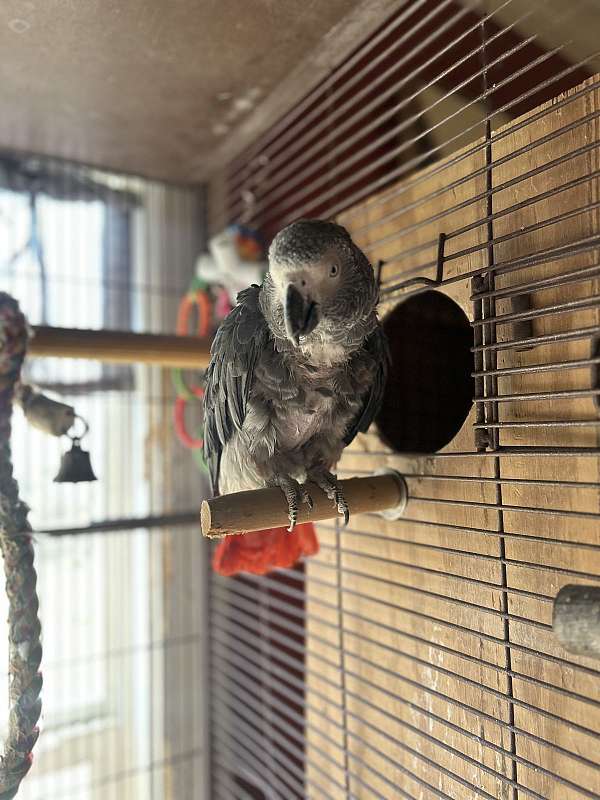 african-grey-parrot-for-sale-in-hardy-ar