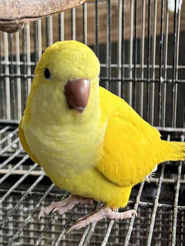 yellow-bird-for-sale-in-dade-city-fl