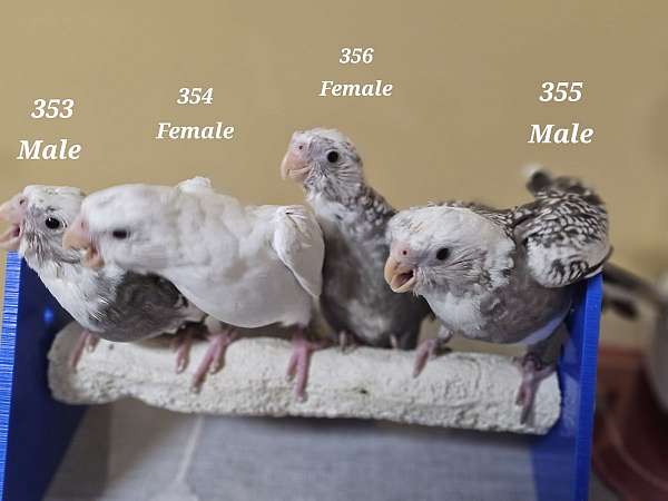 male-female-bird-for-sale-in-pensacola-fl
